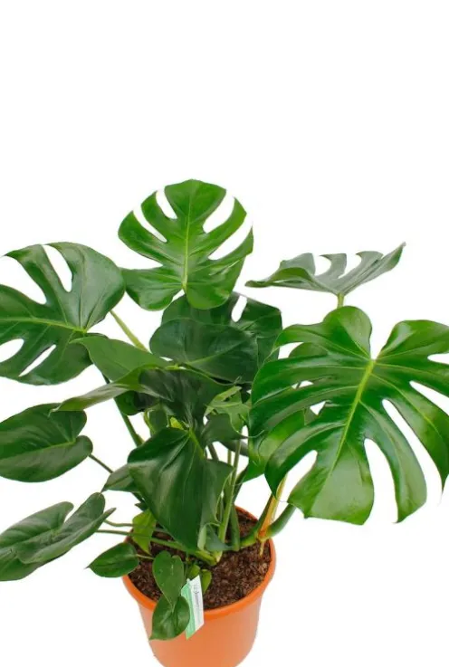 Monstera Deliciosa - Gatenplant
