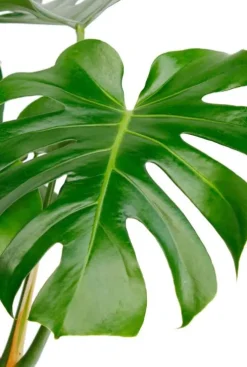 Monstera Deliciosa - Gatenplant
