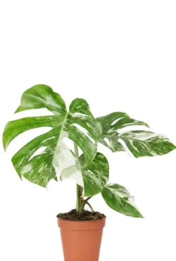 Monstera Deliciosa Variegata - Gatenplant