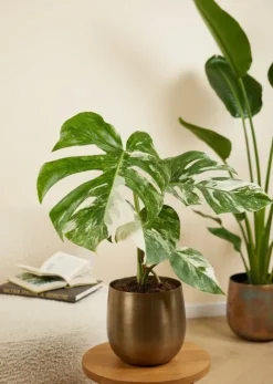 Monstera Deliciosa Variegata - Gatenplant