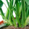 Monstera - Gatenplant