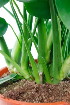 Monstera - Gatenplant