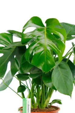 Monstera - Gatenplant