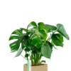 Monstera in jute mand - Gatenplant