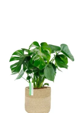 Monstera in jute mand - Gatenplant