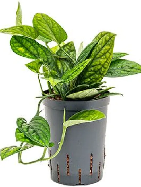 Monstera karstenianum