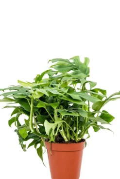 Monstera minima - Gatenplant