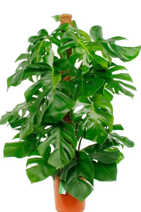 Monstera Pertusum - Gatenplant