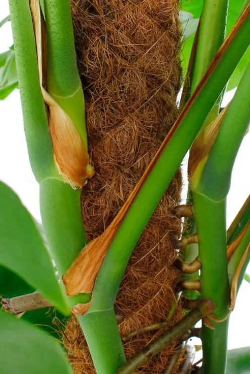 Monstera Pertusum - Gatenplant