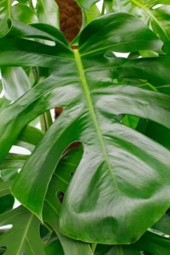 Monstera Pertusum - Gatenplant