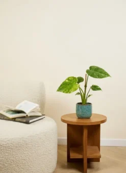 Monstera Thai Constellation - Gatenplant