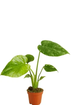 Monstera Thai Constellation - Gatenplant
