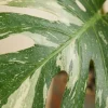 Monstera Thai Constellation - Gatenplant