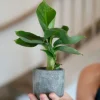 Musa Acuminata Cheeka - Stekje