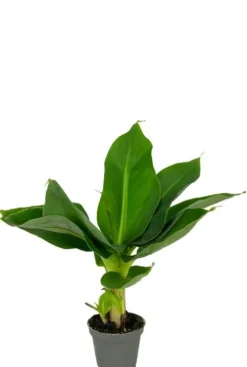 Musa Acuminata Cheeka - Stekje