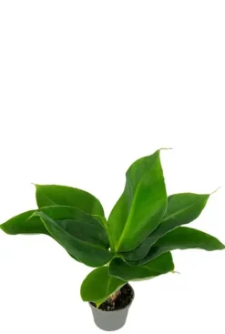 Musa Acuminata Cheeka - Stekje