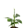 Musa Tropicana - Bananenplant