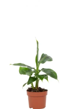 Musa Tropicana - Bananenplant