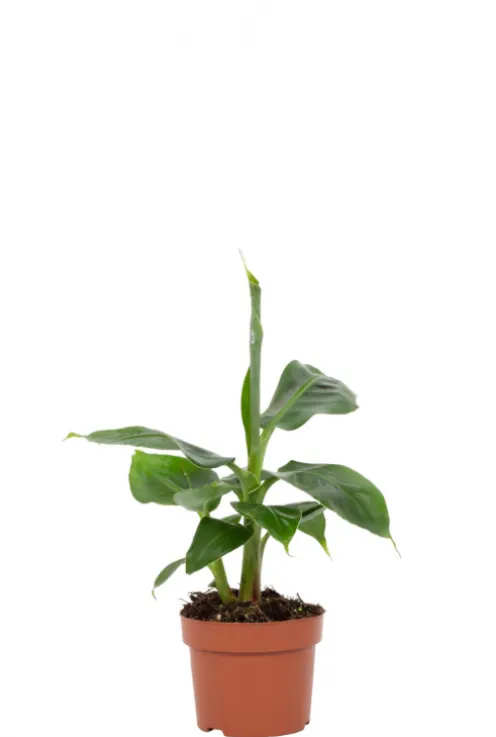 Musa Tropicana - Bananenplant