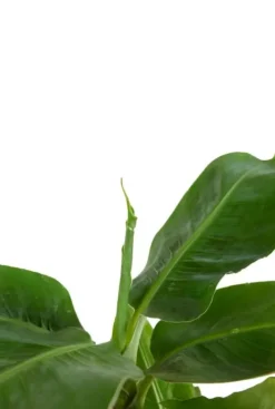 Musa Tropicana - Bananenplant
