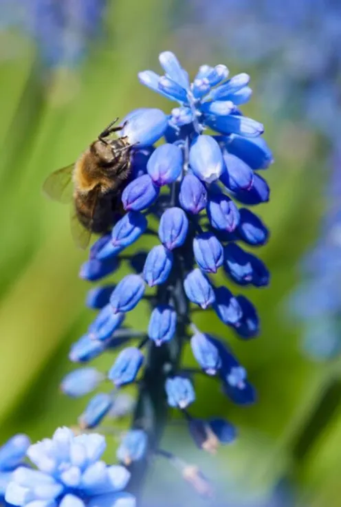Muscari Armeniacum - 50 bollen
