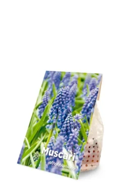 Muscari Armeniacum - 50 bollen