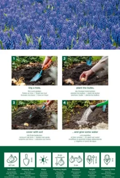 Muscari Armeniacum - 50 bollen