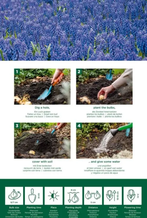 Muscari Armeniacum - 50 bollen