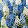 Muscari mix - 50 bollen