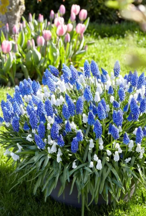 Muscari mix - 50 bollen