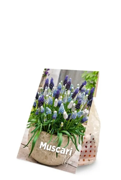 Muscari mix - 50 bollen