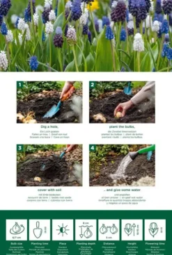 Muscari mix - 50 bollen