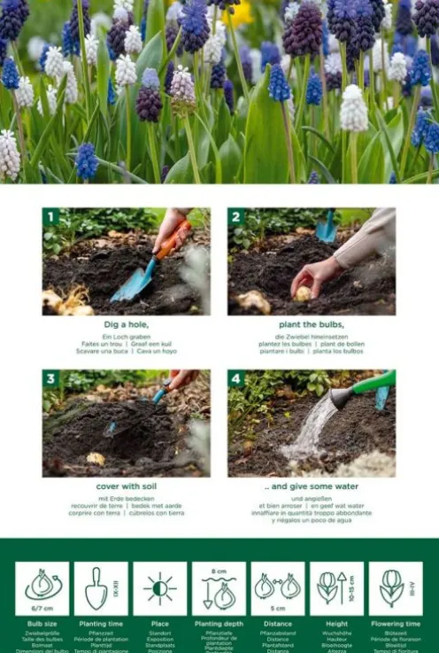 Muscari mix - 50 bollen