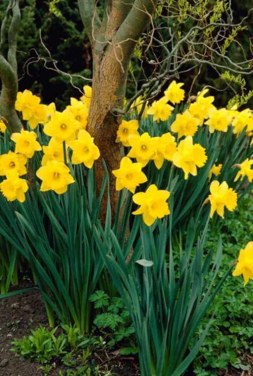 Narcis Dutch Master - 15 bollen
