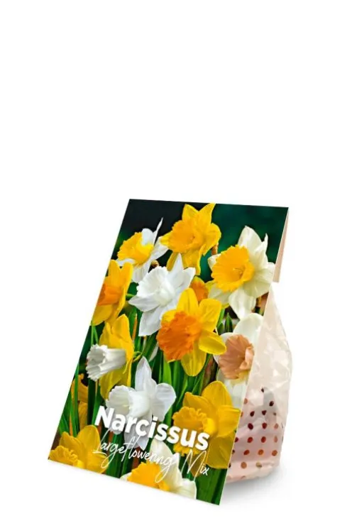 Narcis grote bloemen mix - 15 bollen