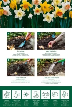 Narcis grote bloemen mix - 15 bollen