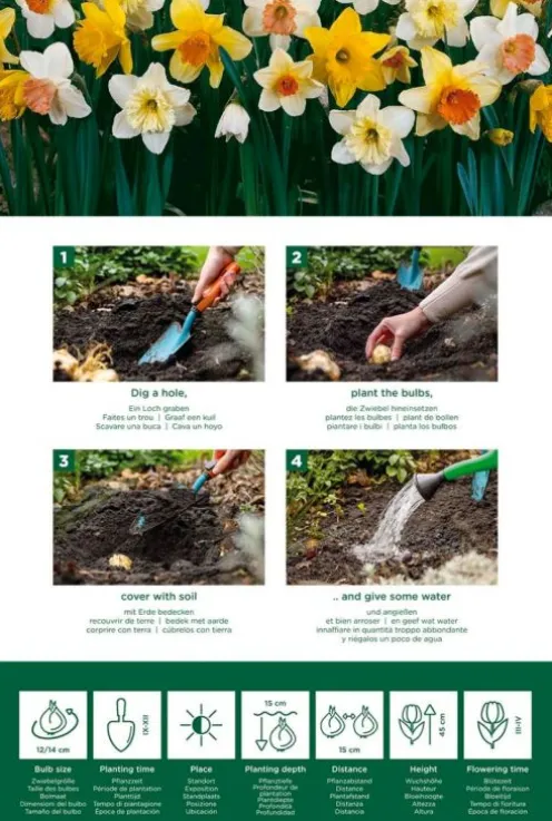 Narcis grote bloemen mix - 15 bollen