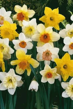 Narcis grote bloemen mix - 15 bollen