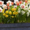 Narcis lente mix - 15 bollen