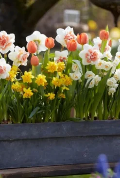 Narcis lente mix - 15 bollen