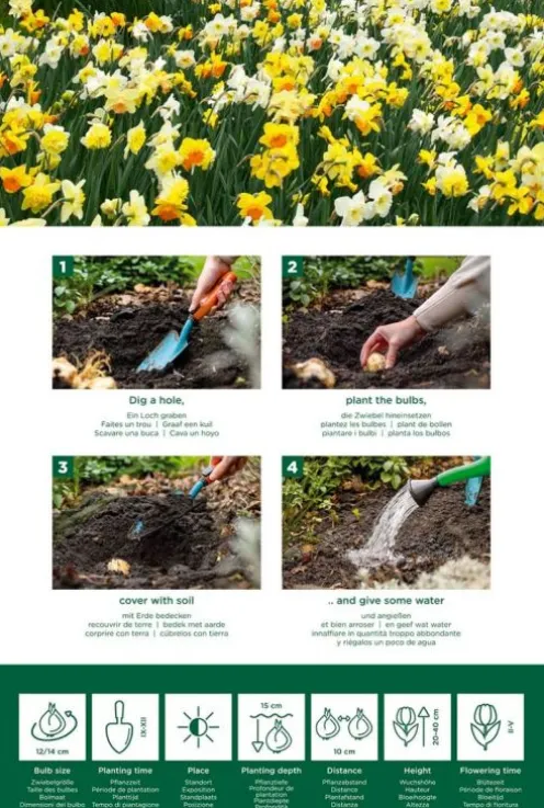 Narcis lente mix - 15 bollen