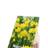 Narcis Tête à Tête - 25 bollen