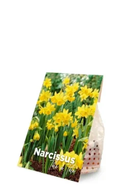 Narcis Tête à Tête - 25 bollen
