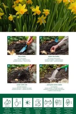 Narcis Tête à Tête - 25 bollen