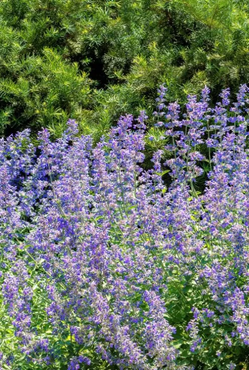 Nepeta faassenii - Kattenkruid