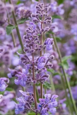 Nepeta faassenii - Kattenkruid