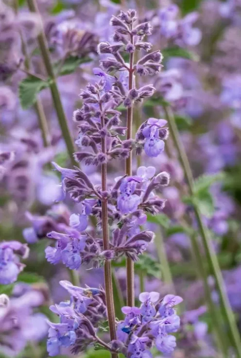 Nepeta faassenii - Kattenkruid