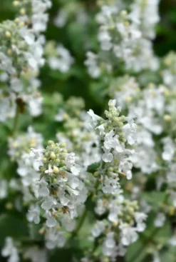 Nepeta faassenii 'Snowflake' - Kattenkruid