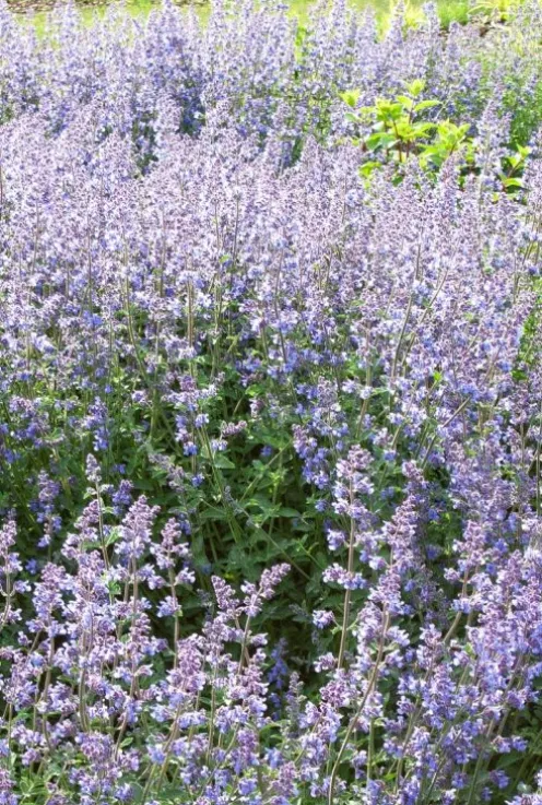 Nepeta 'Walker's Low' - Kattenkruid