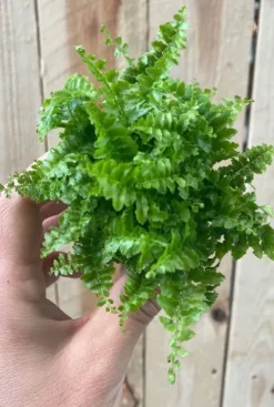 Nephrolepis Exaltata Fluffy Ruffle - Stekje